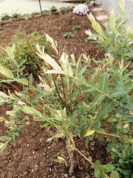 Img.2022.11.01-salicia japoneza - A doua grădină
