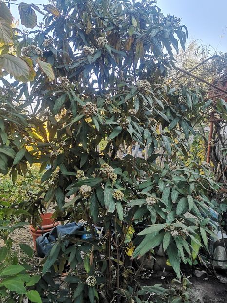 Viburnum rhytidophyllum - arbori ornamentali 2022