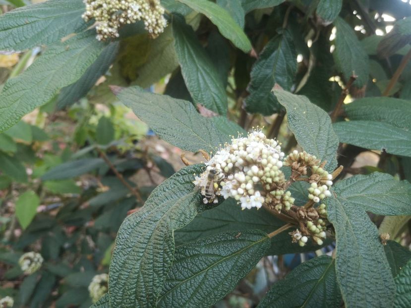  - arbori ornamentali 2022