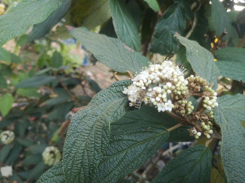  - arbori ornamentali 2022