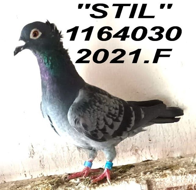 2021.1164030 MATATA - 2 MATCA 2023