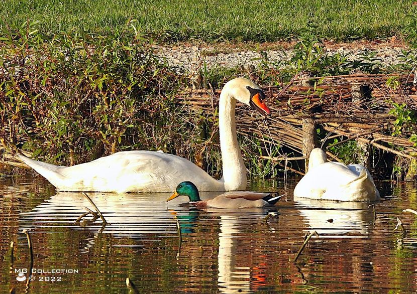 w-TOAMNA PE LAC - AUTUMN DECO ON THE LAKE - PASARI - BIRDS