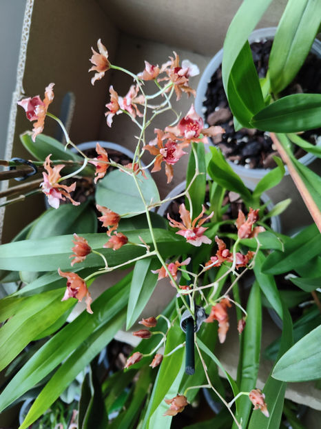 oncidium "rosy sunset" - Orhidee_4_simpodiale cu pseudobulbi