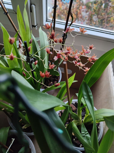 oncidium "rosy sunset" - Orhidee_4_simpodiale cu pseudobulbi
