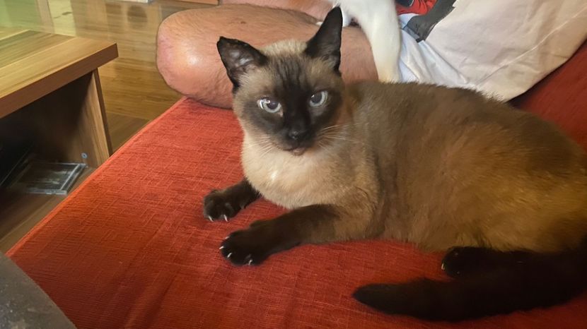 IMG-20210830-WA0008 - Pisici iubiti