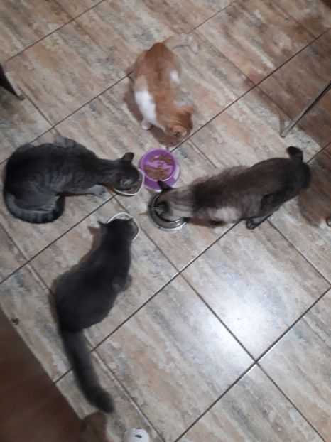  - Pisici iubiti