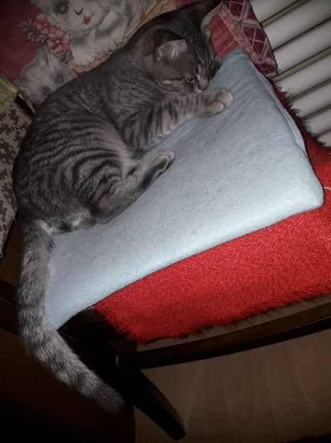  - Pisici iubiti