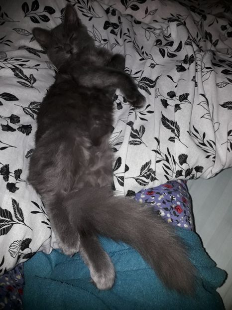  - Pisici iubiti