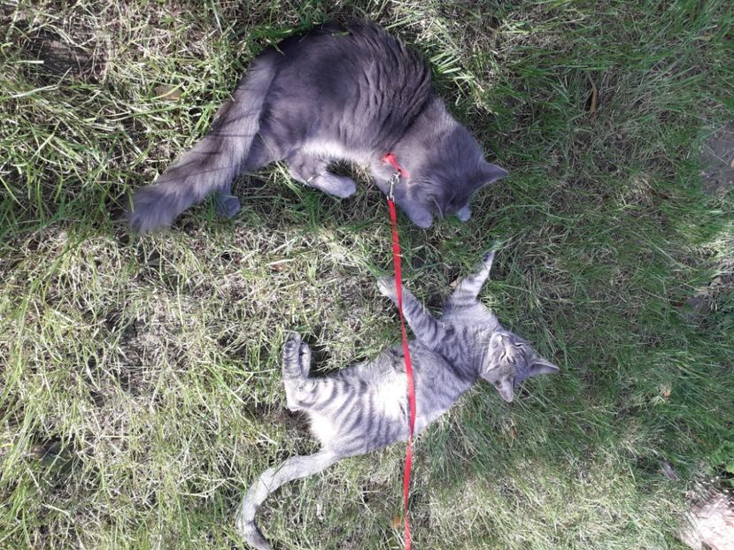  - Pisici iubiti