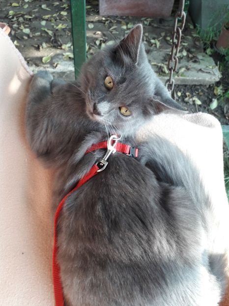  - Pisici iubiti