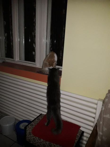  - Pisici iubiti