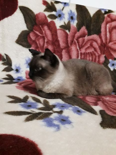  - Pisici iubiti