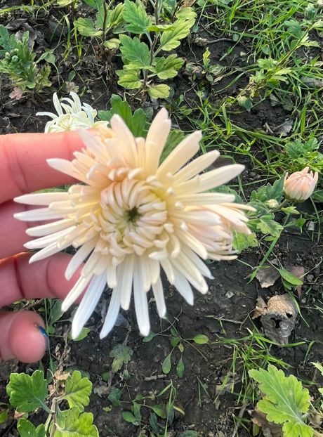 693D93EA-7560-414F-9055-93ACFCEBB68B - Crizanteme 2022