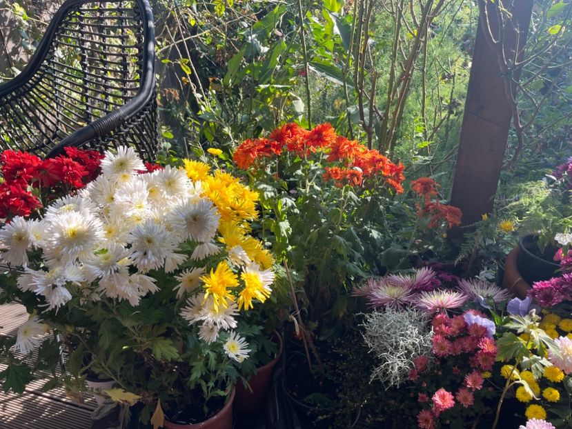 67E5916F-B7CA-4213-B235-C17DD04F7341 - Crizanteme 2022