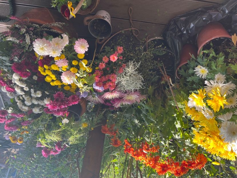 857AB18F-4376-4431-A880-B9B5FD21107F - Crizanteme 2022