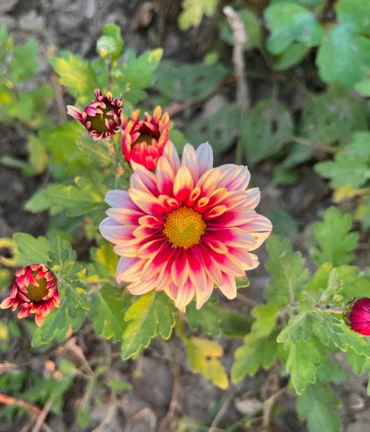 00F38602-2E83-4D66-8714-12B6F30CA8A0 - Crizanteme 2022