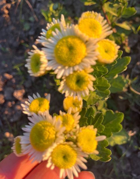 18E3B668-3C0B-4E39-AC67-4EE502F188BD - Crizanteme 2022