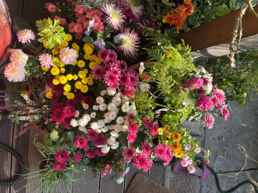 D01A8C8D-224F-42E5-AE28-0F1E005B78E2 - Crizanteme 2022