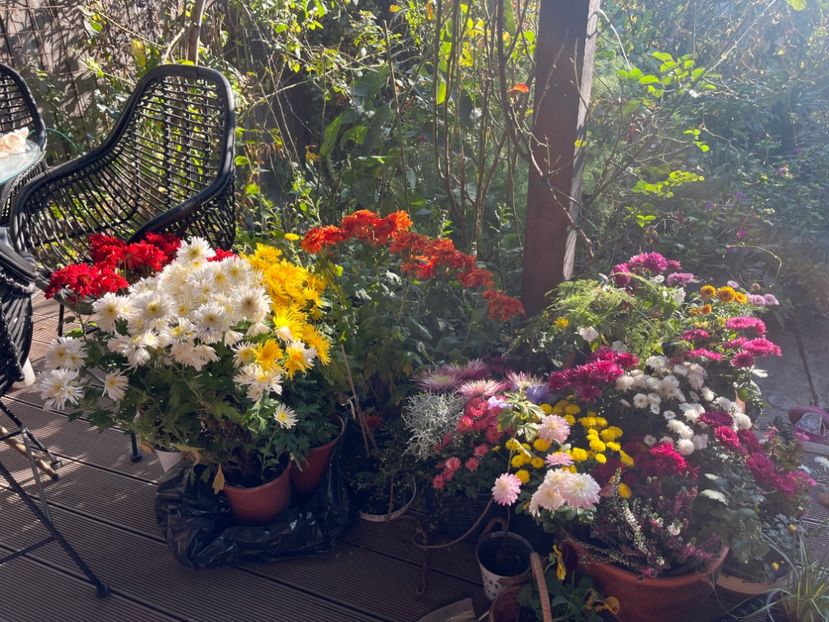 5C2A7A90-22FB-425E-961D-902E683C18F0 - Crizanteme 2022