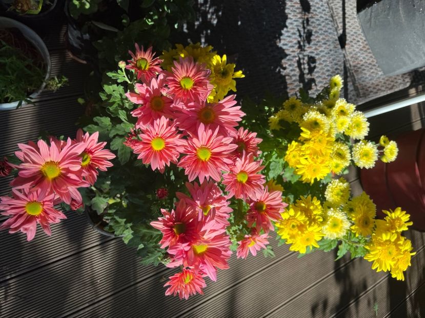 49396D18-CD90-4FA8-9DB8-DF45A58CCAAD - Crizanteme 2022