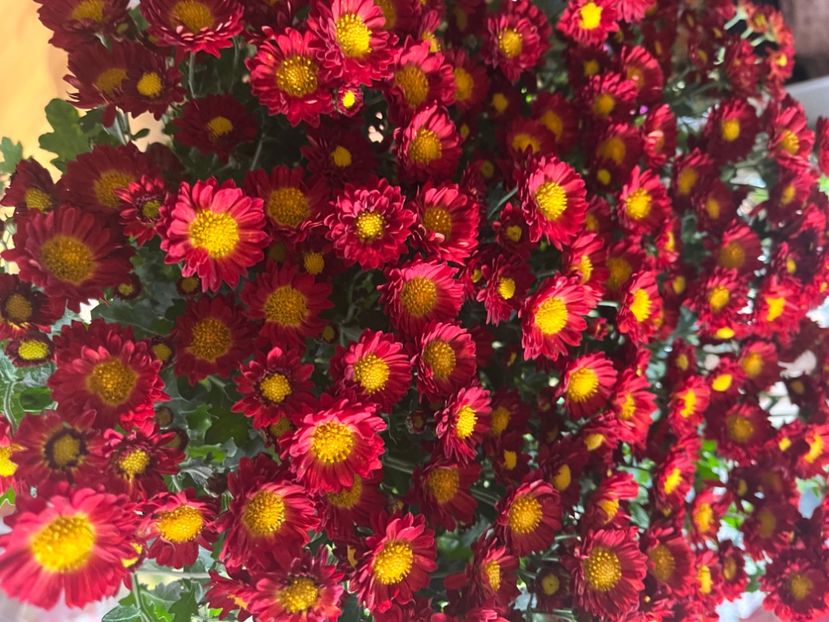 D75FED54-031F-4A61-A003-1109F0E511E9 - Crizanteme 2022