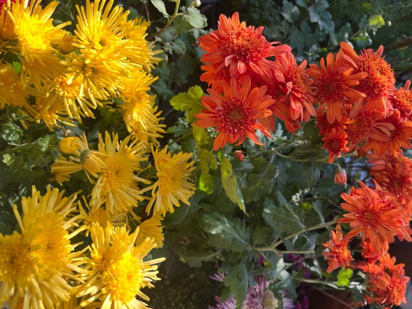 E7AA94AB-ED43-468D-8D44-1557CB4E2A3A - Crizanteme 2022