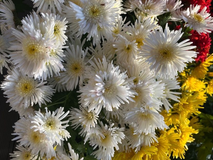 91E2DB3C-C361-4419-BA61-97516C93841F - Crizanteme 2022