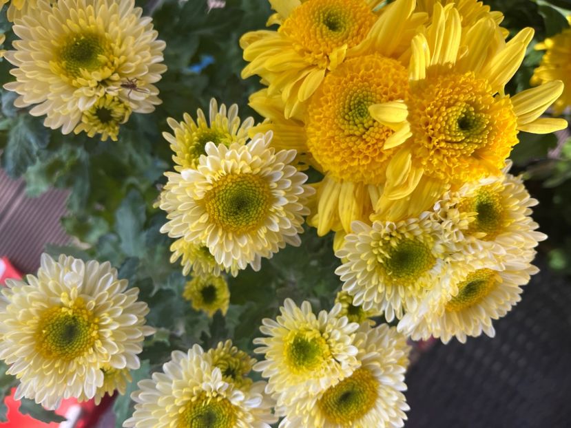 8AB82A06-9CF7-48AB-94A4-A752E7C26F52 - Crizanteme 2022