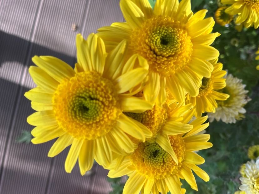 62583E9B-C061-4DA7-8E11-425A9A63085D - Crizanteme 2022