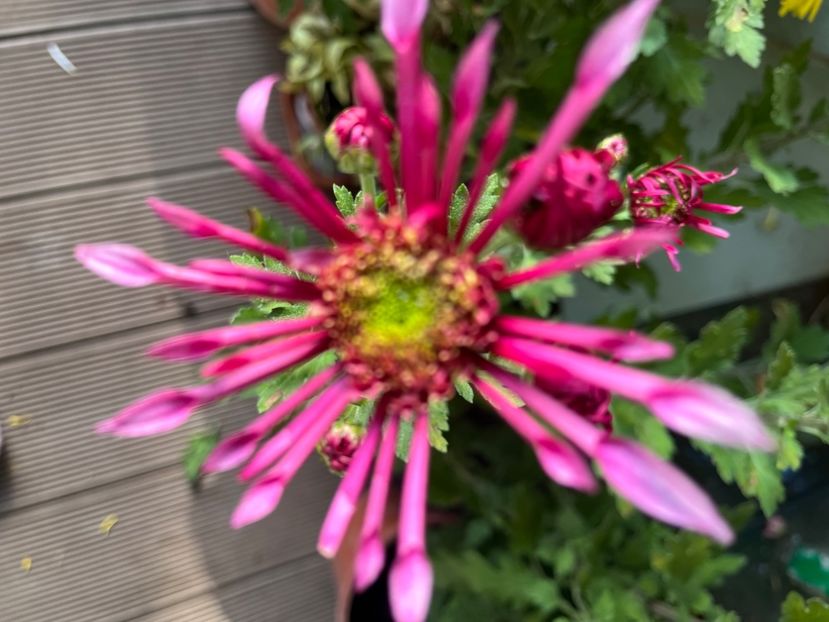 4BED105A-8734-4F2A-BCD2-BBED0BD3198C - Crizanteme 2022