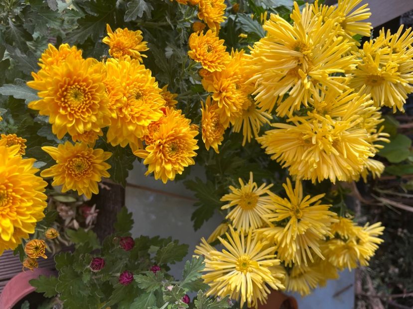 027725D8-B9B6-4A67-A6AC-0D225FF2D335 - Crizanteme 2022