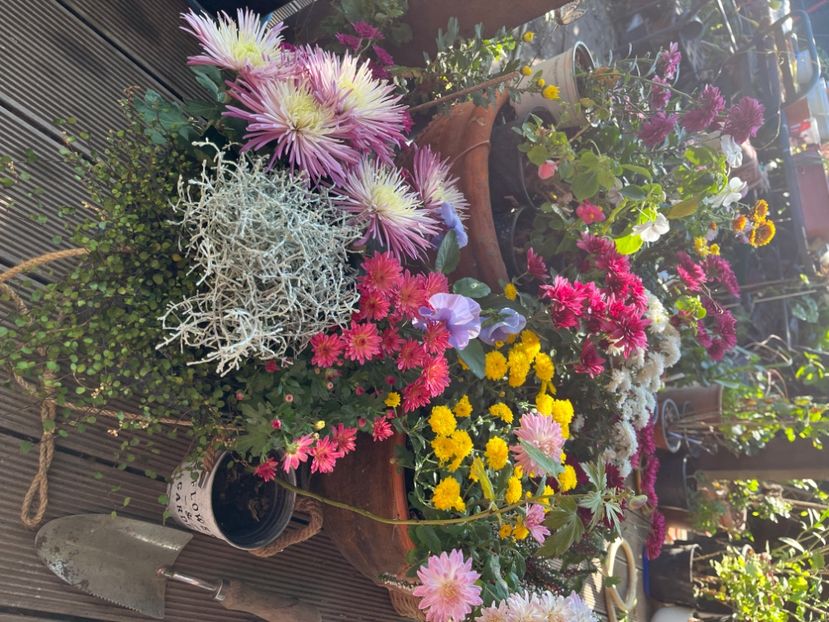 C9E15528-D33A-4CEB-B869-D6CA3AE94006 - Crizanteme 2022