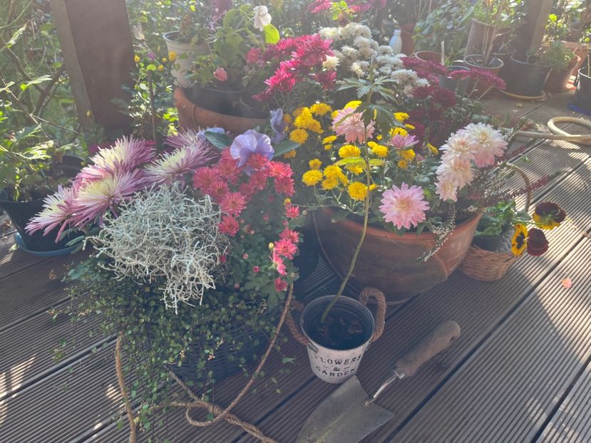 C38CF576-D1A2-4FF7-94AD-FFDB5537B5BB - Crizanteme 2022