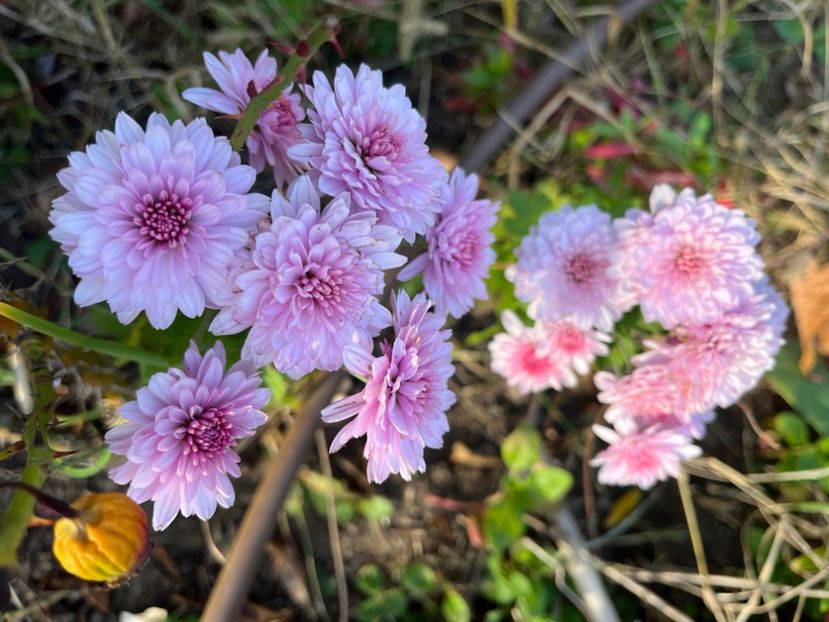 A9BF7170-D72C-4B4E-97FD-374BECAE6194 - Crizanteme 2022