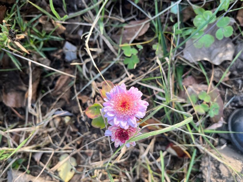 507C6E2C-74D1-417C-997C-F8C93785F2F0 - Crizanteme 2022