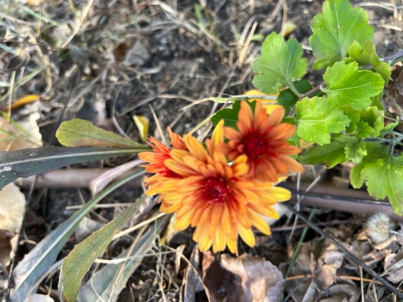 FDF4B059-7155-4912-9FD9-5B796E8A442B - Crizanteme 2022