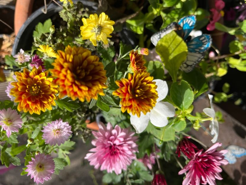 4994F654-3DCF-4F27-8865-A2D45AB716DB - Crizanteme 2022