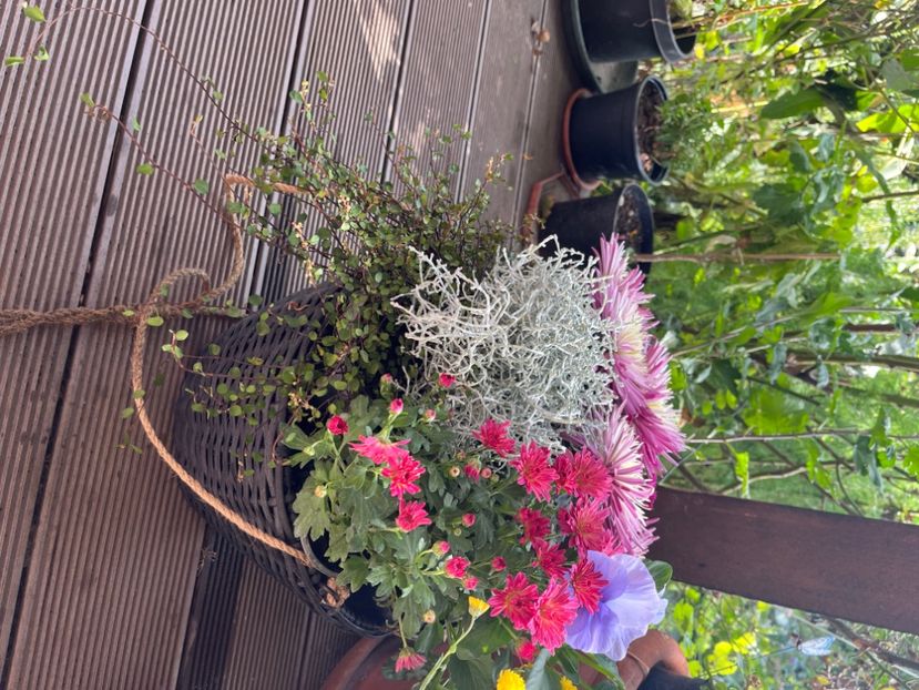 9C4BD5FD-246B-4342-84C0-0A6AC658578E - Crizanteme 2022