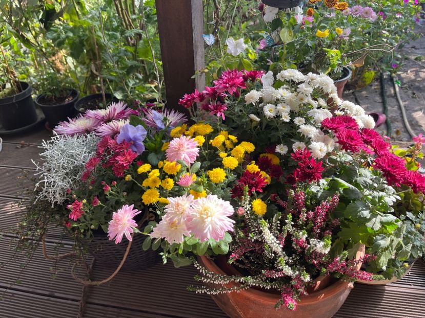 1C8E949F-9CAF-46A4-85AA-C1B7194555BA - Crizanteme 2022