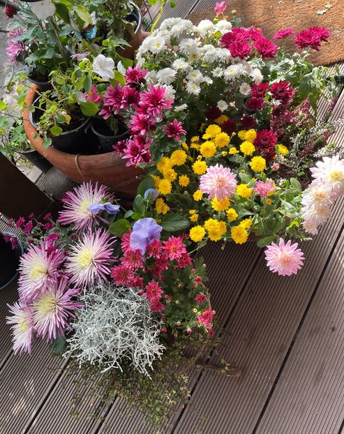 2FECDDAC-DA15-4252-B019-6F4A46E143C1 - Crizanteme 2022