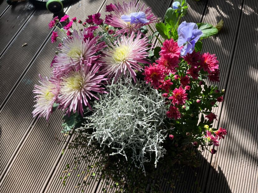 78EEAE8A-7B0F-425A-8A23-2946BB11CB50 - Crizanteme 2022