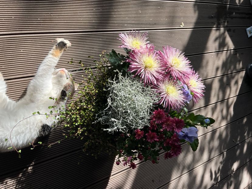 1B38F4D7-C4DC-44A1-88C2-9A34960460D8 - Crizanteme 2022