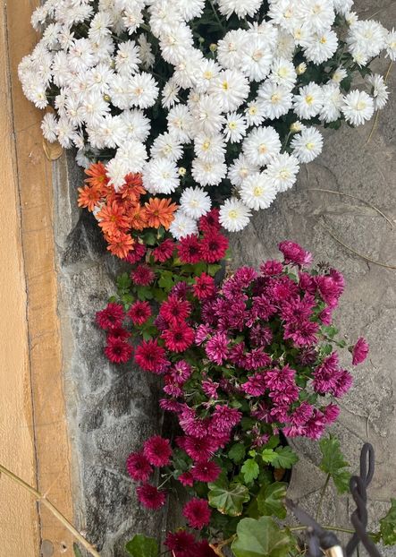 12CD4600-CCEA-45F1-82C5-DDD5AF243B67 - Crizanteme 2022