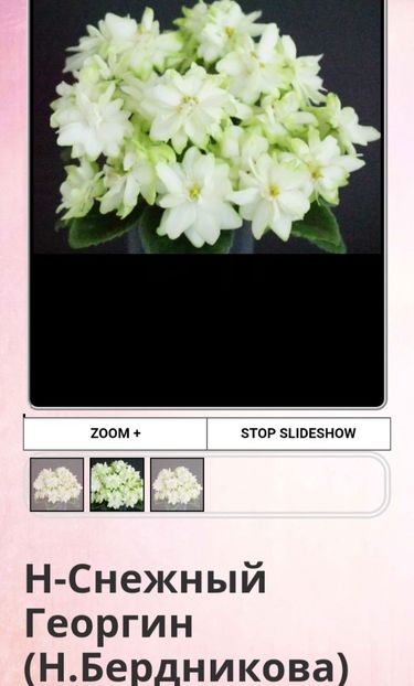 Poza net - N-Snezhniy Georgin