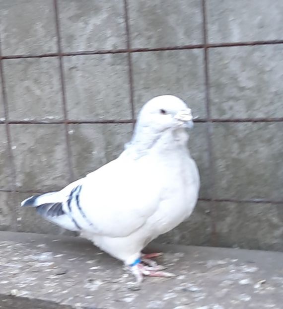  - Voliera