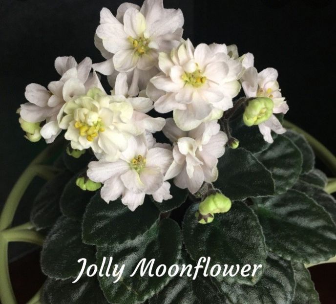 Poza net - Jolly Moonflower