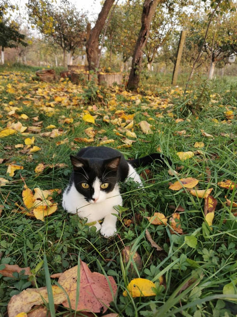 Alma , pisicuța noastră dragă - Animalutele mele