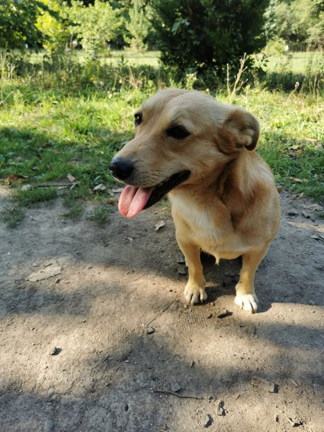 Blonduț - Animalutele mele