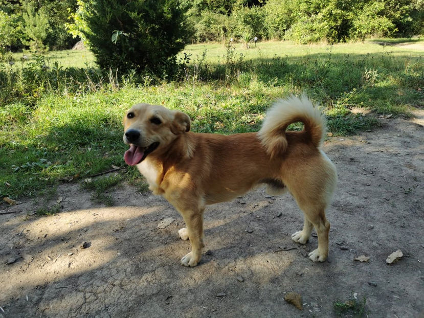 Blonduț , cățelul nostru vagabond - Animalutele mele