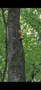 Veveriță din pădurea din Bazoșu Nou - xParcul dendrologic de la Bazosu Nou